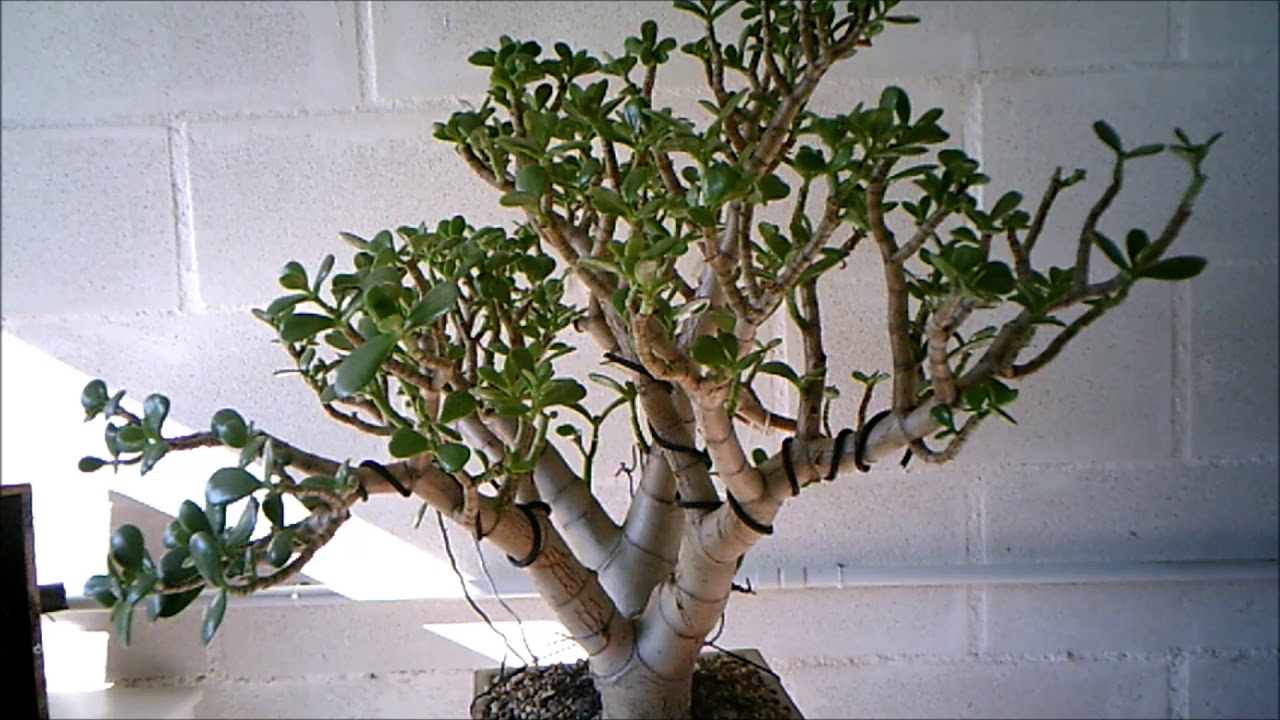 Falso Gelsomino In Vaso Annaffiatura Eurostuzzico