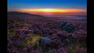 Location Quickie  - The Blorenge , Heather & Red Grouse at sunrise