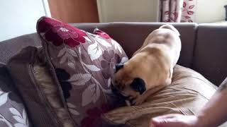 My pug is protecting his bone