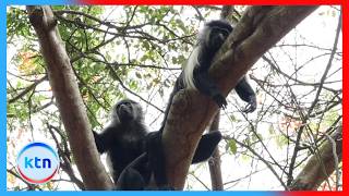 Tumbili 500 wa Angolan colobus watishiwa na ujenzi unaopanuka Diani screenshot 2