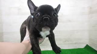 Coo&RIKU No.00746359 フレンチブルドッグ - YouTube