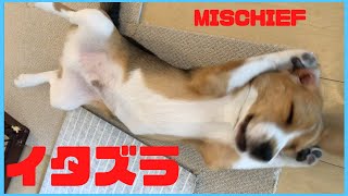 雨の日散歩に行けなくてストレスマックスのビーグル　いたずら大好き小犬【ビーグル