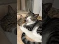 寝にくそうなにゃんこ