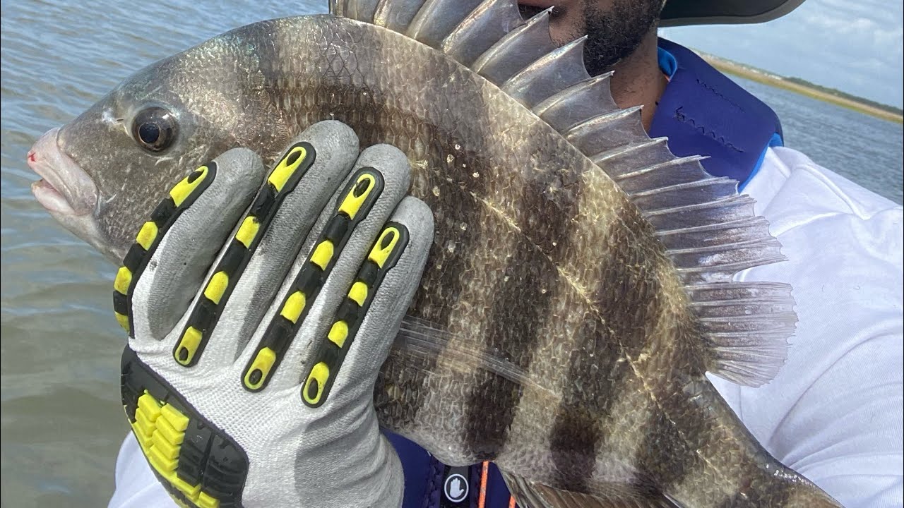 Sheepshead Fishing Charleston SC - YouTube