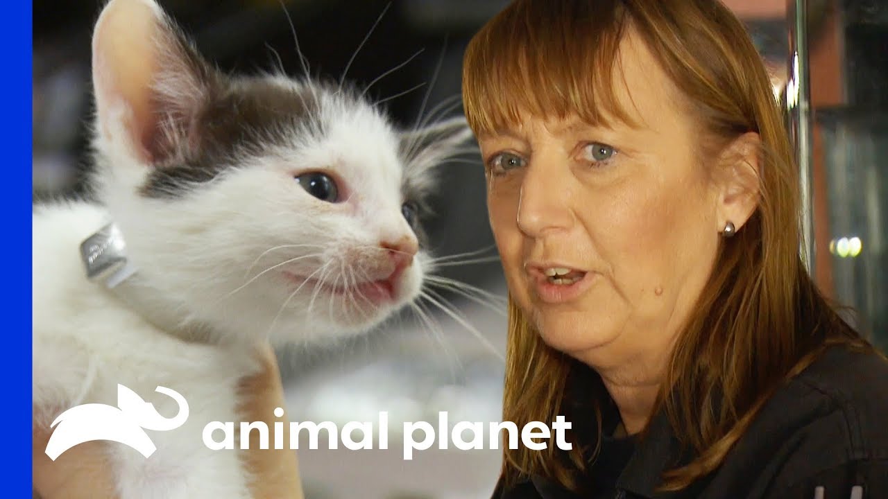 "They Grew And Multiplied... Now There's Too Many Of Them!" | Animal