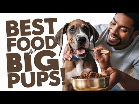 best-puppy-food-for-large-breeds