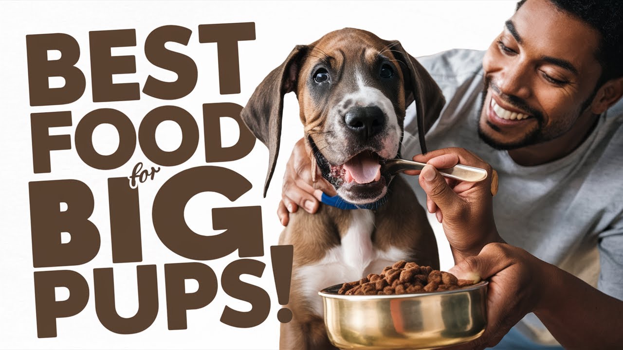 Best Puppy Food For Large Breeds - YouTube