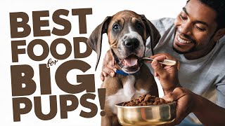 Best Puppy Food For Large Breeds