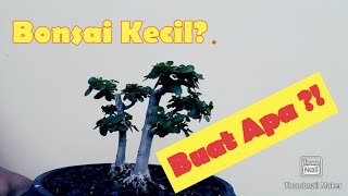 Jangan Bengong  Mainkan Saja Bonsai Sancang Kecil  @egsogardener199