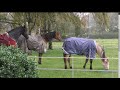 Bella thinks Apollo's rug is a toy. A wet day so I decide Bella can go down the Big Field in her Rug