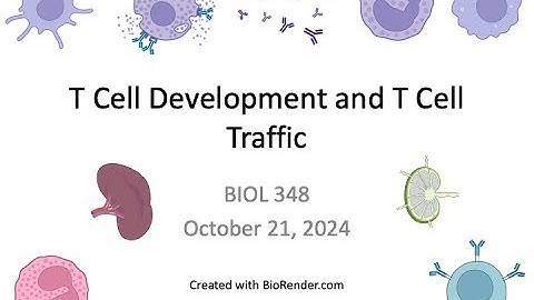 Immunology Fall 2024: Lecture 22 T Cell Development and Traffic