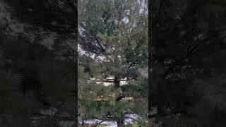 Long Eared Owl in a Tree on a Windy Day