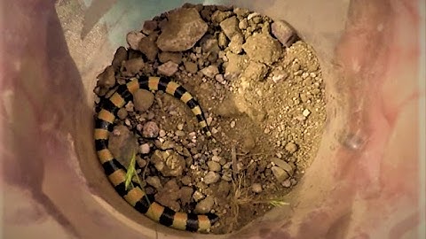 This Snake Swims Through Sand!
