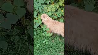 cat treatment with gross 🤢#animals #foryou #tranding #cats #cat