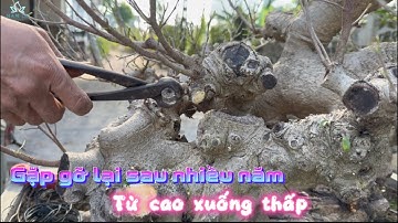 Gặp Lại Cây Bonsai Sau Khi Hạ Bố Cục Từ Cao Xuống Thấp – Diện Mạo Mới Ấn Tượng