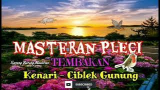Masteran PLECI Tembakan Kenari - Ciblek Gunung Speed Rapat Kualitas HD