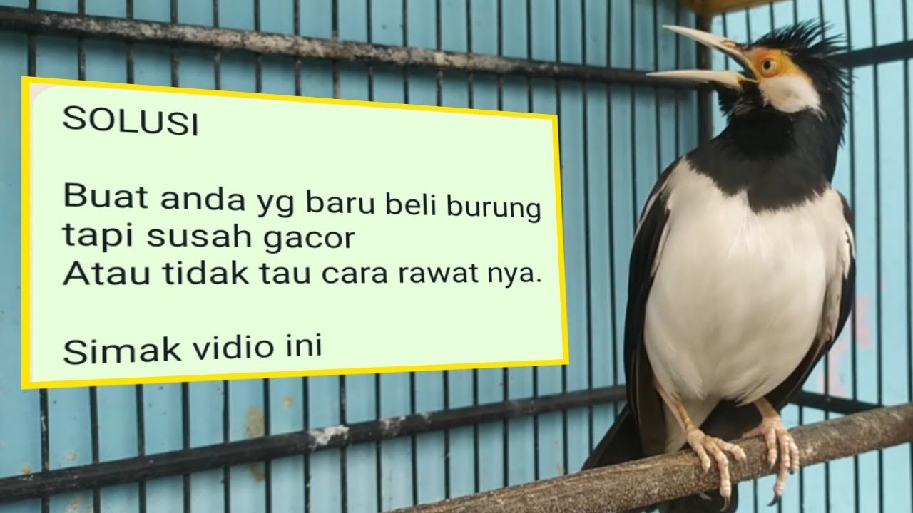 CARA PAKAI PUR PENGGACOR BUAT JALAK SUREN SUPAYA GACOR, MOMPA, BONGKAR ISIAN, BUNYI DIATAS TANGAN