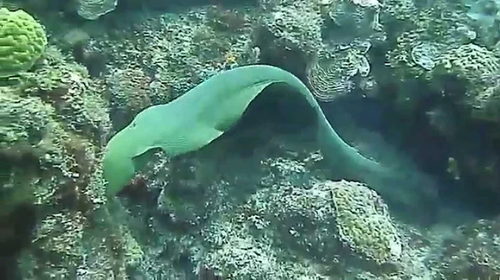 Moray vid