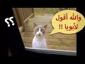 قطط مضحكة تتكلم - الجزء الثاني