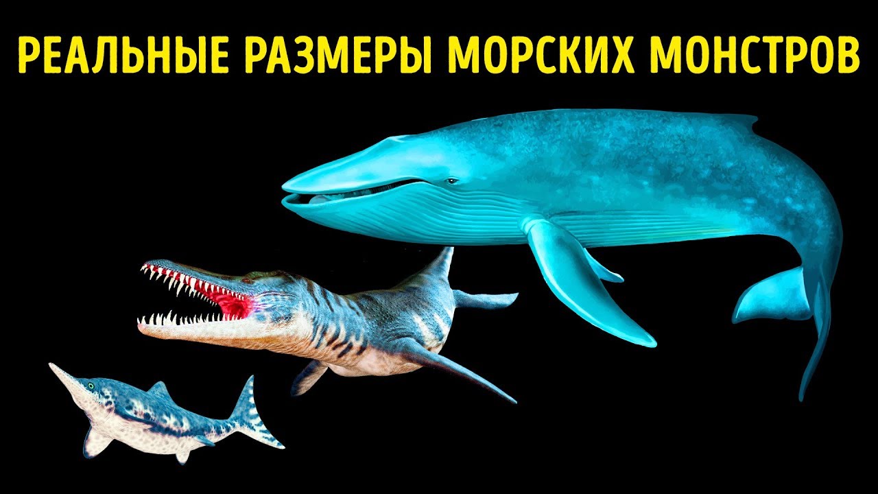 Monster comparison. Sea Monsters Size Comparison. Шонизавр и МЕГАЛОДОН. Размеры морских монстров. Сравнение размеров морских монстров.