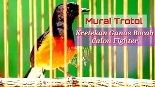 Kretekan Ganas Murai Trotol Calon Fighter