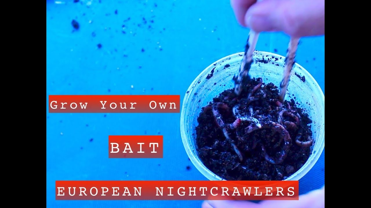 Grow your own fishing bait. European Nightcrawlers, simple cost