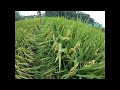 Nagpatabas na tayo ng pilapil ready sa December 7 evaluation ng ating Demo