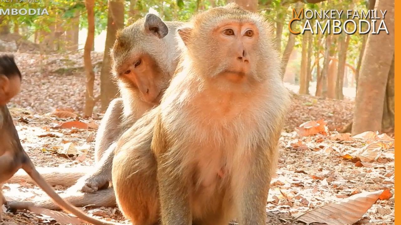 Briana smile non stop when Loki groom for her. Baron also happy when see his parents do so.