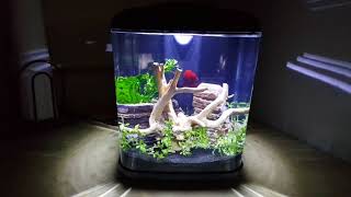 Aqueon Mini Cube Final Setup!!!