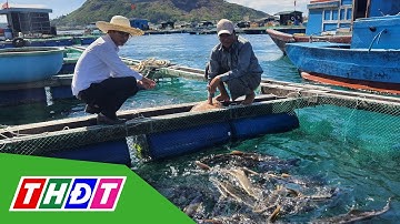 Giá cá bớp cao | THDT