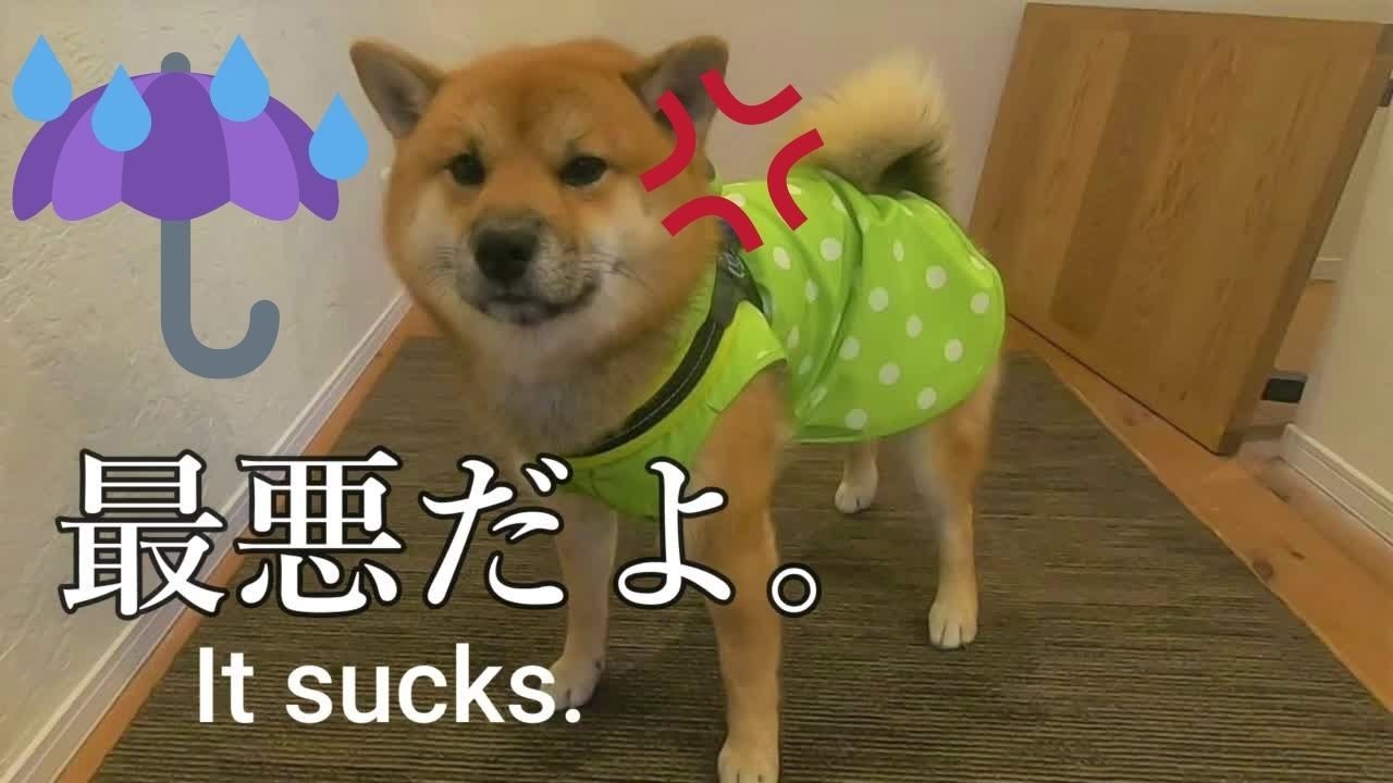 雨大好きなのにレインコートを着せられて散歩拒否 ボイコットしたい柴犬 Shibainu Is Depressed Wearing A Raincoat Youtube 雨大好きなのにレインコートを着せられて散歩拒否 ボイコットしたい柴犬 Shibainu Is Depressed Wearing A Raincoat Youtube