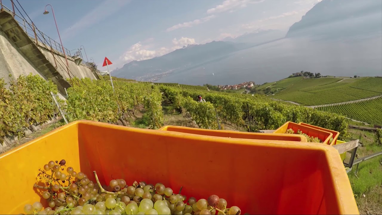 GRAPE TRAIN SWITZERLAND - YouTube