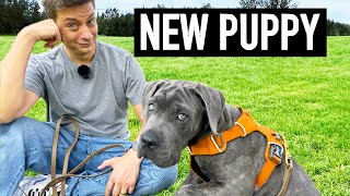 How To Prepare For Day 1 With A New Puppy