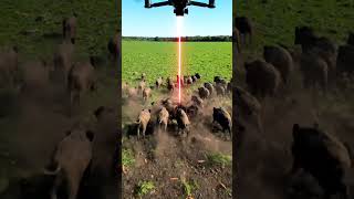 Drone to kill harmful pigs #villagelife #smartfarming #rurallife #farmingtraditions