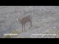 Iberian Stag hunt in Spain