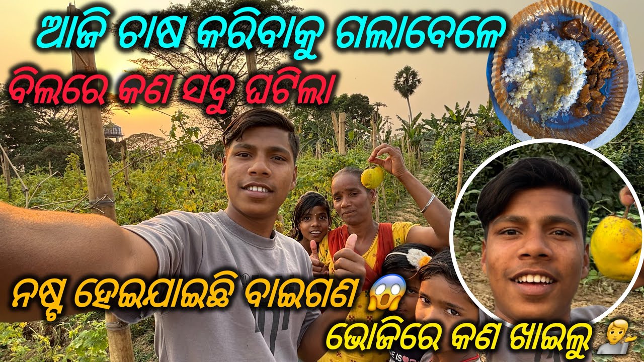 ନଷ୍ଟ ହେଇଗଲା ବାଇଗଣ😳!!#viralvideo #odiavolg #ytstudioes #shortvideos #youtubeshorts #odia #odisha 