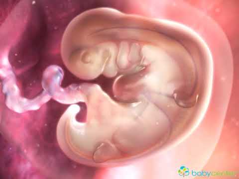 Vídeo: Qual órgão se desenvolve por último no embrião?