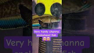 Very Hardy Channa Snakehead Fish  channa snakehead shortsviral viral ytshorts shorts