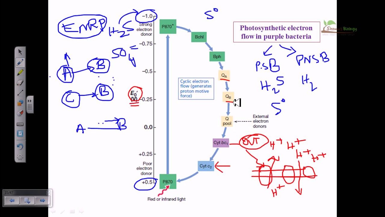 Electron flow in purple sulfer bacteria - YouTube