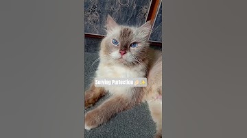Thumbnail of She is classically elegant ✨👑 #littlefelines #cat #song #jubinnautiyal  #bollywood  #arijitsingh
