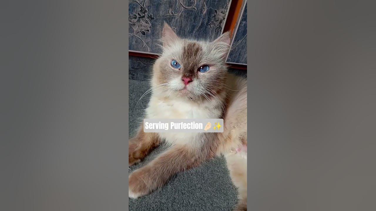 She is classically elegant ✨👑 #littlefelines #cat #song #jubinnautiyal  #bollywood  #arijitsingh