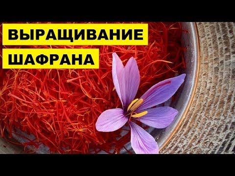 ВЫРАЩИВАНИЕ ШАФРАНА КАК БИЗНЕС ИДЕЯ