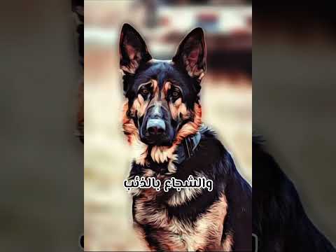 سال الذئب الكلب قائلا يا ابن العم كيف وجدت بني البشر فقال الكلب عندما يحتقرون انسان يصفونه بالكلب