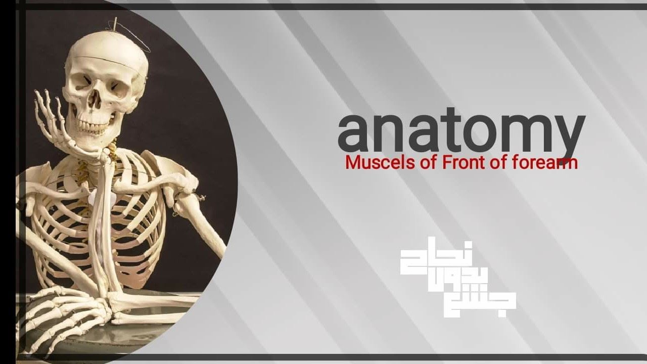 Front of forearm ( superficial mucles ),Anatomy,Part1