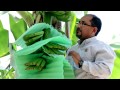 Buenas prácticas agrícolas en el Banano orgánico