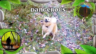Finnish Spitz Sniffs and Plays