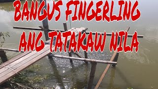 BANGUS FINGERLINGS I ANG TATAKAW NILA