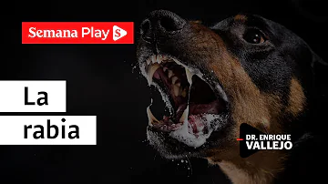 ¿Es la rabia 100% mortal en los perros?