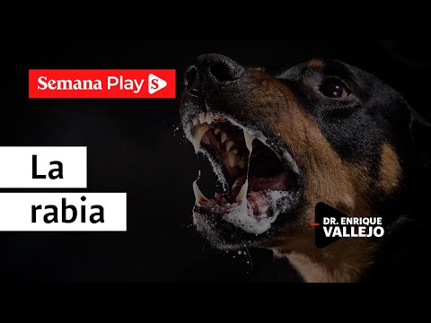 Video: ¿Cómo contraen la rabia los perros?