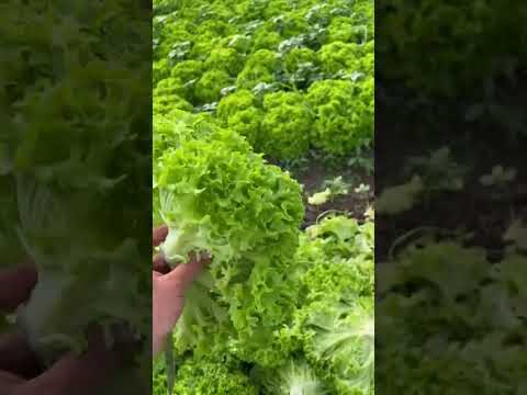 Салат Лист Салата